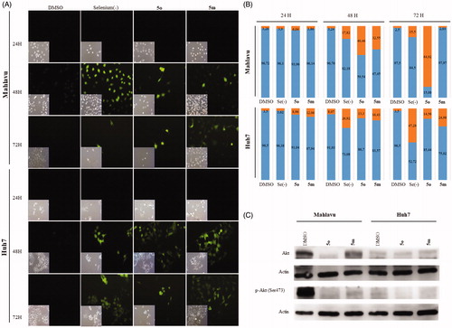 Figure 2. Oxidative stress induced by 5o and 5m liver cancer cells, which were treated with 5o (1 µM for Huh7 and 4 µM for Mahlavu) and 5m (1 µM for Huh7 and Mahlavu) or DMSO control for 24 h, 48 h, and 72 h. Selenium deficient serum-free medium was used as a positive control of ROS induction. A. DCFH-DA staining of the cells under oxidative stress with fluorescent microscope (20×) for 24 h, 48 h, and 72 h. (B) Cytometric analysis of oxidative stress induction. ROS positive cells are indicated with orange and ROS negative cells are shown in blue. (C) AKT and phospho-AKT in Mahlavu and Huh7 cells treated with 5o and 5m for 72h. Actin was used for equal loading.