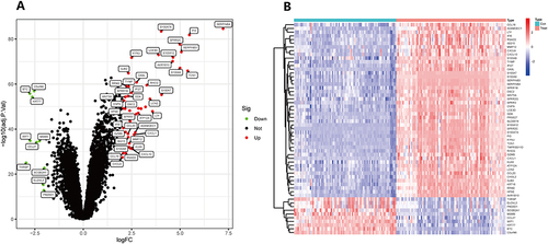 Figure 2 Analysis of genes with variable expression. (A) In the training group difference analysis volcano plot, the genes are represented by dots. Black dots indicate genes that exhibit no significant difference, while genes with red and green dots show up- and down-regulated expression, respectively. The respective names of the genes are used to identify those that exhibit statistically significant changes between the groups; (B) To see how differently expressed genes were expressed in the training group, a heat map was created. Up-regulated genes were represented in red, while down-regulated genes were shown in blue. The data were filtered using the criteria |logFC| > 2 and adjusted P-value < 0.05.