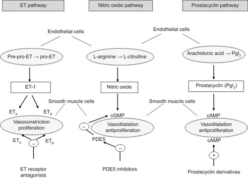 Figure 1 Mechanisms that trigger pulmonary arterial hypertension as targets for pharmacological treatments.