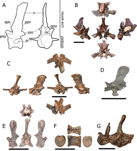 FIGURE 6. Vertebrae from Mystriosuchus alleroq, sp. nov. A, morphological vertebrae characters found in Mystriosuchus alleroq; B, cervical vertebra NHMD-916779 (dorsal, left, anterior, right, and posterior views); C, neural arch of dorsal vertebra NHMD-916780 (anterior, left, posterior, right, dorsal, and ventral views); D, dorsal vertebra NHMD-916781 (lateral view); E, dorsal vertebra neural spine NHMD-916782 (left, anterior, right, and dorsal views); F, dorsal vertebra centrum NHMD-916783 (anterior, lateral, posterior, and dorsal views); G, sacral vertebra NHMD-916784 (lateral view). Abbreviations: apn, anterior projection of the neural spine; n, neural spine; nc, neural canal; poz, postzygapophysis; ppn, posterior projection of the neural spine; pr, parapophyses; prez, prezygapophysis. Scale bars: B, C, E–G equal 5 cm; D equals 2 cm.