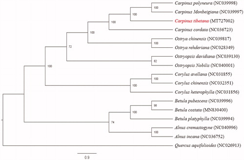 Figure 1. Phylogenetic relationships among 17 complete chloroplast genomes. Bootstrap support values are given at the noes. Chloroplast genome accession number used in this phylogeny analyses: Carpinus polyneura: NC039998; Carpinus monbeigiana: NC039997; Carpinus tibetana: MT727002 (the sample in this study); Carpinus cordata: NC036723; Ostrya chinensis: NC039817; Ostrya rehderiana: NC 028349; Ostryopsis davidiana: NC039130; Ostryopsis nobilis: NC040001; Corylus avellana: NC031855; Corylus chinensis: NC032351; Corylus heterophylla: NC031856; Betula pubescens: NC039996; Betula costata: MN830400; Betula platyphylla: NC039994; Alnus cremastogyne: NC040996; Alnus incana: NC036752; Quercus aquifolioides: NC026913.