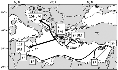 Figure 1. General migratory routes of the 63 adult loggerhead turtles satellite tracked in the Mediterranean (Table I) and showing type A movement pattern (Godley et al. Citation2008). Only groups of ≥ 10 animals released from the same site are considered, while releases of single individuals (Table I) are not shown. Arrows represent the approximate, general courses and do not show the actual reconstructed routes. Circles represent the release breeding sites in Greece (32 females and 23 males) and Cyprus (eight females; two turtles remained along the Cyprus coast). Number of individual females (F) and males (M) reaching different destinations are shown in boxes. The 200 m isobath is shown. AL, Albania; BA, Bosnia and Herzegovina; CY, Cyprus; EG, Egypt; GR, Greece; HR, Croatia; IL, Israel; IT, Italy; LB, Lebanon; LY, Libya; ME, Montenegro; SI, Slovenia; SY, Syria; TN, Tunisia; TR, Turkey.