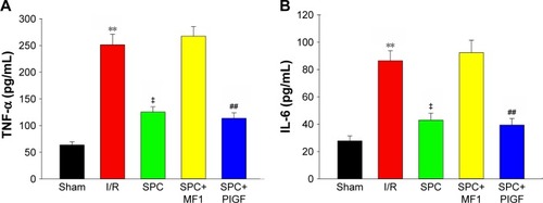 Figure 5 Pretreatment with 2.5% sevoflurane attenuates the inflammatory cytokine release after I/R.