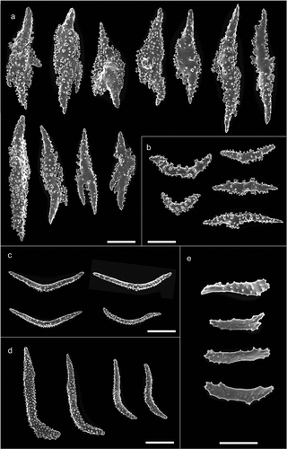 Figure 4. Scanning electron microscope pictures of sclerites of Paramuricea macrospina from Skerki Bank. (a) Thornscales from anthostele; (b) spindles of the coenenchyme; (c) spindles of the collaret; (d) hockey-stick spindles of the point; (e) rods of the tentacle. Scale bars: a–d = 200 µm; e = 100 µm.