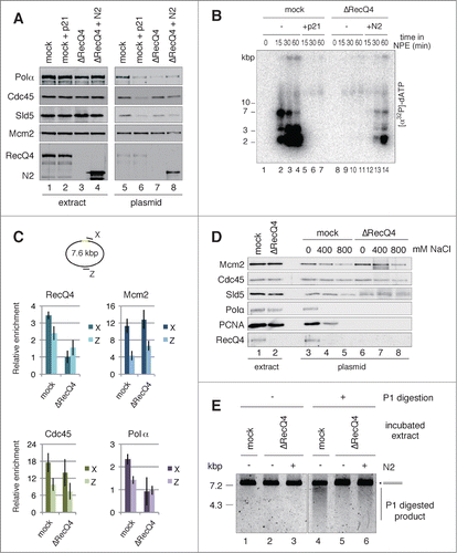 Figure 6 (See previous page). RecQ4-dependent assembly of replisome components, initiation of replication, and unwinding of dsDNA. (A) RecQ4-dependent and -independent binding of initiator proteins to the plasmids. The bead-coupled plasmids were incubated in mock- or RecQ4-depleted HSS at 23°C for 30 min to allow pre-RC assembly. Subsequently, 2 vol of mock-depleted NPE with or without 1 μM p21, or RecQ4-depleted NPE with or without 530 nM N-terminal fragment of RecQ4 (N2), was added to 1 vol of each corresponding HSS and further incubated for 30 min. Proteins bound to the plasmids (plasmid) or in the extracts (extract) were analyzed by immunoblotting. (B) RecQ4 promotes replication of the plasmids in NPE. The bead-coupled plasmids (3.0 kbp) assembled with pre-RC were incubated in NPE as shown in Figure 6A, except for the presence of [α32P]-dATP. The reactions were terminated at the indicated time and the incorporation of [α32P]-dATP into DNA was detected after separating DNA by agarose gel electrophoresis. (C) RecQ4-dependent and -independent recruitment of replication proteins to the site-specific origin. The bead-coupled plasmids (7.6 kbp) bound with GAL4-Cdc6 were incubated at 23°C for 30 min in Cdc6-depleted or Cdc6 and RecQ4 double-depleted HSS. After the incubation, mock-depleted or RecQ4-depleted NPE containing 1 ng/μl aphidicolin was added to the corresponding HSS and further incubated for 30 min. The localization of proteins bound to the plasmids was examined by ChIP analysis as described in Figure 2, except for using primer sets at X and Z, proximal and distal to the origin, respectively. Antibodies used for ChIP are indicated at the top of each panel. (D) Stable binding of Cdc45, Mcm2-7, and GINS to the plasmid both in the presence and absence of RecQ4. The bead-coupled plasmids were incubated in mock- or RecQ4-depleted extracts as described in Figure 6A. After incubation in the mock- or RecQ4-depleted NPE, plasmid-beads were isolated and washed with the buffer containing various concentrations of NaCl. Proteins bound to the plasmids (plasmid) and in the extracts (extract) were analyzed by immunoblotting. (E) RecQ4 promotes unwinding of DNA in NPE. The bead-coupled plasmids (7.6 kbp) were incubated at 23°C for 30 min in RecQ4-depleted HSS, and then 2 vol of RecQ4-depleted NPE was added with and without a 720 nM N-terminal fragment of RecQ4 (N2) in the presence of 67 ng/μl aphidicolin. After 30 min incubation, the plasmids were isolated and treated with P1 nuclease at 38°C for 10 min. Total DNA isolated from the mixture was further digested with BamHI, and the purified DNA was separated by agarose gel electrophoresis. As a positive control, mock-depleted extracts were used for the unwinding assay (mock).