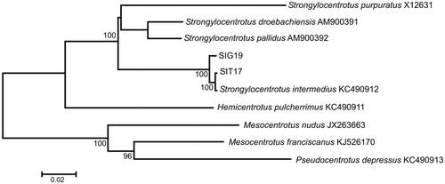Figure 1. Maximum likelihood tree for the short-spined sea urchin Strongylocentrotus intermedius specimens SIG19 and SIT17, and GenBank representatives of the class Echinoidea. The tree is constructed using whole mitochondrial genomes. The tree is based on the general time reversible + gamma + invariant sites (GTR + G + I) model of nucleotide substitution. The numbers at the nodes are bootstrap percent probability values based on 500 replications (values below 75% are omitted).