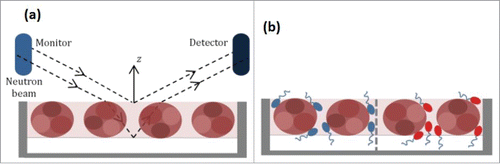 Figure 1. Schematic representation of (a) the optical geometry of the incoming and exiting neutron beam with respect to the adsorbed antibody layer and (b) the co-adsorption of antibody and surfactant where surfactant molecules could be hydrogenated (h-Surf) and ethoxylate head deuterated (d-Surf) in the case of polysorbate (Tween®) 80.