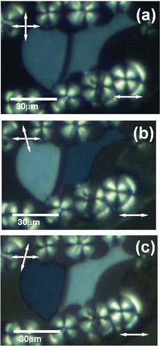 Figure 6. Twisted domains of 2 in planar alignment cells: (a) crossed polarisers, (b) analyser rotated 10° anticlockwise and (c) the analyser rotated 10° clockwise (reprinted with permission of Salter et al. (Citation 41 )).