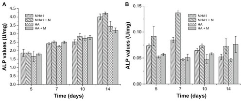 Figure 9 Alkaline phosphatase (ALP) activity test results of cells, (A) ROS 17/1.8 and (B) MC3T3-E1, after cultivation with MHA1 and HA for 5, 7, 10, and 14 days.Notes: The samples were divided into four test groups: HA and MHA with and without exterior magnetic fields, respectively. “+M” stands for cultivation under exterior magnetic fields. The mean values were calculated from the average results of three samples, the error bars represent ± standard deviation.Abbreviations: ALP, alkaline phosphatase; MHA, magnetic nanoparticle hydroxyapatite scaffold; HA, hydroxyapatite scaffold.