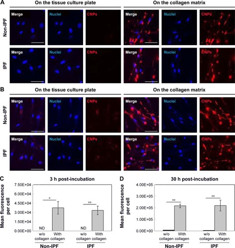 Figure 2 Cellular uptake of CNPs in the primary human lung fibroblasts in the presence (with) or absence (w/o) of collagen matrix. (A) Representative confocal microscopic images of the non-IPF and IPF fibroblasts after the treatment with CNPs (50 µg/mL) at 3 h posttreatment, and (B) 30 h posttreatment (scale bars =25 µm). (C) Quantitative comparison of near-infrared fluorescence from fibroblasts (n=6) at 3 h and (D) 30 h posttreatment. (Mean fluorescence per cell was calculated by the formula: mean FNR-675 intensity × sum of FNR-675 positive area/numbers of cells in the field; ND = not detected, *P<0.05, **P<0.01). IPF, fibroblasts derived from idiopathic pulmonary fibrosis patients; non-IPF, fibroblasts derived from non-IPF patients.Abbreviations: CNPs, glycol chitosan nanoparticles; IPF, idiopathic pulmonary fibrosis.