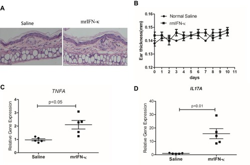 Figure 4 mrIFN-κ induces up-regulation of TNFA and IL17A transcription in murine skin. (A) Representative pictures of skin HE staining (magnification x 200) for each experimental groups. (B) Ear thickness measures (mm) for each experimental groups (n=5) at indicated days of treatment. (C and D) After 10 days of indicated treatment, mice were sacrificed and skin tissues of treatment loci were taken for RNA extraction and qRT-PCR evaluation of TNFA and IL17A transcripts (n=5). Data presented as mean ± SEM.
