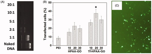 Figure 6. (A) Gel electrophoresis assay of Tf-HPAA-GO/pMMP-9 complexes with different weight ratios. (B) Gene transfection results of HNE-1 cells treated with PEI-25k/pMMP-9 (w/w = 1.3:1), HPAA-GO/pMMP-9, and Tf-HPAA-GO/pMMP-9 (w/w = 10, 20, and 30, respectively) complexes (n = 3). (C) Typical image of transfected HNE-1 cells with Tf-HPAA-GO/pMMP-9 at a weight ratio of 20.