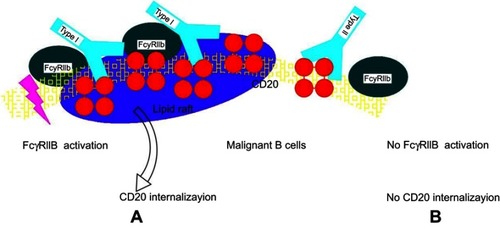 Figure 4 Hypothetical model for CD20 binding of type I and type II CD20 antibodies explaining the impact of FcγRIIb on internalization. (A) Type I antibodies, such as rituximab, may bind to CD20 in a conformation that allows simultaneous binding to FcγRIIb and subsequent cross-linking and activation followed by internalization in lipid rafts. (B) Type II antibodies, such as obinutuzumab, may bind in a conformation that does not allow simultaneous binding to FcγRIIb, thus resulting in low/no internalization.