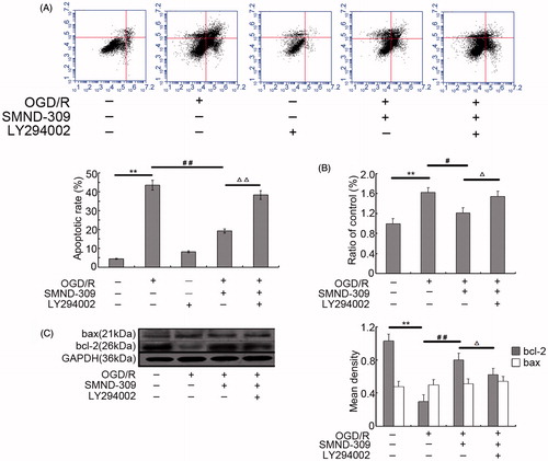 Figure 4. Inhibition of OGD/R-mediated apoptosis in differentiated SH-SY5Y cells by SMND-309. (A) SMND-309 reduced the apoptosis rate of differentiated SH-SY5Y cells as determined by Annexin V-FITC/PI assay. (B) SMND-309 inhibited the activity of caspase-3. (C) Immunoblot analysis highlighted the changes in the expression of apoptotic proteins Bcl2 and Bax. Data are shown as mean ± SD, n = 6, **p < 0.01 versus the control group; #p < 0.05 and ##p < 0.01 versus the OGD/R group; △p < 0.05, △△p < 0.01 versus the OGD/R + SMND-309 group as measured by the Student–Newman–Keuls test.