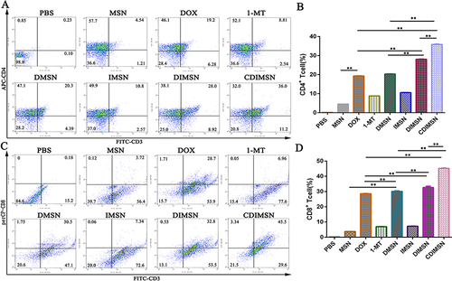 Figure 7 Expression of CD4+ and CD8+ T-cells after treatment with PBS, MSN, DOX, 1-MT, DMSN, IMSN, DIMSN and CDIMSN. The expression of splenocyte surface molecules was determined by flow cytometry. (A) Representative result CD4+ T cell of independent experiments and (B) Quantitative analysis of the percentage of positive CD4+ T cells. (C) Representative result CD8+ T cell of independent experiments and (D) Quantitative analysis of the percentage of positive CD8+ T cells. The data shown as means±SD (n =5). The statistical significance of the results was analyzed and indicated as **p <0.01.