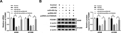 Figure 8. CircTADA2A indirectly regulates FOXM1 expression by binding to miR-455-3p in lung cancer cells. A549 and H1299 cells were transfected with miR-NC, miR-455-3p, miR-455-3p + pcDNA-NC, pcDNA-circTADA2A. (a,b) The protein and mRNA expression of FOXM1 was detected using qRT-PCR and western blot. P < 0.05.