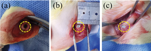 Figure 2. A critical surgical procedure in rats involves creating a cylindrical defect area (a); implanting Mg-Zn-Ca amorphous alloy (b), and using pure titanium (c).