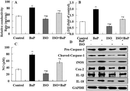 Figure 4. Effects of ISO on the pyroptotic injury in HL-7702 cells induced by BaP. The culture supernatant was used to access electrical conductivity (A), LDH release (B), NO (C). The results are shown as the means ± SD of nine separate experiments. **p < 0.01 versus control treatment, and #p < 0.05 and ##p < 0.01 versus BaP treatment. Cell pellet was to examine the pyroptotic marker proteins (Pro-Caspase-1, Cleaved-Caspase-1, iNOS, Cox-2, IL-1β, IL-18) by western blot (D).