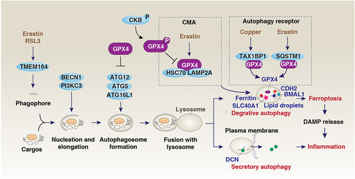 Figure 6. GPX4 and autophagy. Autophagy is a dynamic degradation process that involves the formation of multiple membrane structures. In addition to the classical autophagic machinery, the induction of autophagy-dependent ferroptosis requires specific proteins, such as TMEM164, which is responsible for the formation of phagophores for autophagosome generation. The selective degradation of pro-survival proteins or organelles by autophagy promotes ferroptosis, including the passive release of DAMPs. On the other hand, the early secretion of inflammatory mediators such as DCN during ferroptosis is involved in secretory autophagy mediated by the fusion of the plasma membrane. The autophagic degradation of GPX4 is mediated by different mechanisms. For example, copper and erastin can promote GPX4 degradation by using autophagic receptors TAXIBP1 and SQSTM1, respectively. In addition to macroautophagy, CMA also mediates GPX4 degradation in response to erastin. This process can be inhibited by phosphorylated CKB at T133, which leads to GPX4 phosphorylation at S104.