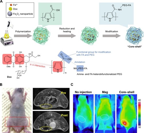 Figure 8 (A) Synthesis of magnetic resonance imaging-guided magnetic thermochemotherapy core–shell agents. (B) Photography and T2-weighted magnetic resonance imaging of mice subjected to core–shell injection. (C) Thermal images of mice with and without magnetic field or core–shell injection under influence of atomic force microscopy (AMF). The white circles indicate abdominal tumor sites.Note: Reprinted from Hayashi K, Sato Y, Sakamoto W, Yogo T. Theranostic nanoparticles for MRI-guided thermochemotherapy: “tight” clustering of magnetic nanoparticles boosts relaxivity and heat-generation power. ACS Biomater Sci Eng. 2017;3:95–105.Citation64 Copyright 2017, with permission from the American Chemical Society.Abbreviations: Dox, doxorubicin; PEG, polyethylene glycol; FA, folic acid; Mag, magnetic.