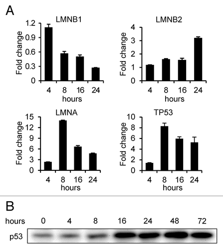 Figure 5. Expression of lamin genes and TP53 in FTI treated cells. (A) qRT-PCR analysis of gene expression over 24 h after addition of FTI L744,832 to BJ-5ta cells. (B) Expression of p53 over 72 h after the addition of FTI L744,832. The immunoblots in Figure 1B were stripped and re-probed for this figure.