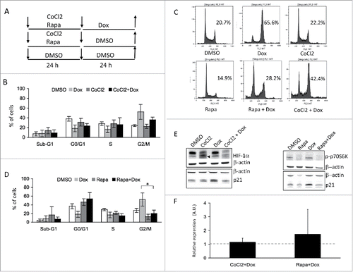 Figure 3. HIF-1α and rapamycin act as gerosuppressants in MM cells treated with doxorubicin (A) Schematic representation of treatments for cultured cells. 8226 cells were seeded at day 0, then pre-treated with CoCl2 (300 μM), rapamycin (Rapa, 40 nM) or DMSO (0.01% as control) for 24 h. Cells were then washed twice and seeded in new medium containing either DMSO (0.01% as control) or treated with 25 nM doxorubicin (B) 8226 cells were treated with vehicle (DMSO), pretreated with CoCl2 for 24 h (CoCl2) then treated with doxorubicin (CoCl2+Dox) or non-pretreated (Dox). Cells were then assessed for DNA content after PI staining and cytometry analysis. Experiments have been repeated 3 times. At least 10,000 events were gated for each experimental condition (C) Representative experiments showing cytometry profiles is shown. On the graphs, are indicated the percentage of cells in the G2/M phase of the cell cycle, under the graph is indicated the treatment (D) 8226 cells were treated with vehicle (DMSO), pretreated with rapamycin for 24 h (Rapa) then treated with doxorubicin (Rapa+Dox) or non-pretreated (Dox). Cells were then assessed for DNA content after PI staining and cytometry analysis. Percentages of cells within the various phases of the cell cycle are indicated (mean ± SD) on the graph. Experiments have been repeated 3 times. At least 10,000 events were gated for each experimental condition. * p < 0.05 with the t-test (E) Western blots illustrate the protein levels of HIF-1α (the specific band is marked by an arrow), p-p70S6K, p21 and β-actin (as control) under the various conditions of culture (F) RT-PCR analysis of RAD50 gene expression one day after rapamycin (40 nM) or CoCl2 (300 μM) pretreatment followed by doxorubicin (25 nM) treatment. Results are presented as the relative expression (in A.U.) of RAD50 gene in 8226 cells normalized to internal control gene (GAPDH) and relative to DMSO-treated cells normalized to 1. The experiment has been carried out 3 times in triplicate.