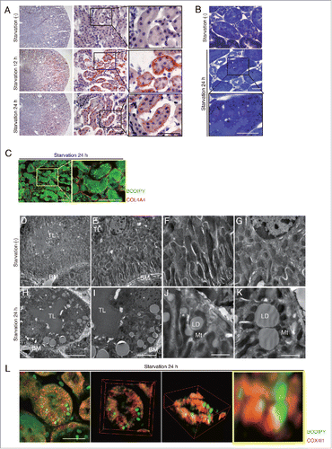 Figure 1. Starvation promotes LDs formation in the basolateral side of kidney proximal tubules. LDs formation and its localization in the kidney were investigated in wild-type mice. (A and B) Images of Oil Red O- (A) and toluidine blue (B) -stained kidney sections of fed and 12- or 24-h starved mice (n = 6 to 9 in each group). Counterstaining was performed with hematoxylin (A). (C) Images of staining for COL4A4 (red) and BODIPY 493/503 (green) in 24-h starved mice. (D to K) Electron microscopy images of fed (D to G) and 24-h starved mice (H to K) (n = 3 in each group). BM, basement membrane; TL, tubular lumen; Mt, mitochondria; LD, lipid droplet; *, nucleus. (L) Three-dimensional reconstruction images of immunofluorescence staining for COX4I1 (red) and BODIPY 493/503 (green) in 24-h starved mice. Bars: 50 μm (A and C), 20 μm (B and L), 10 μm (H), 5 μm (I), and 2 μm (J and K). All images are representative of multiple experiments.