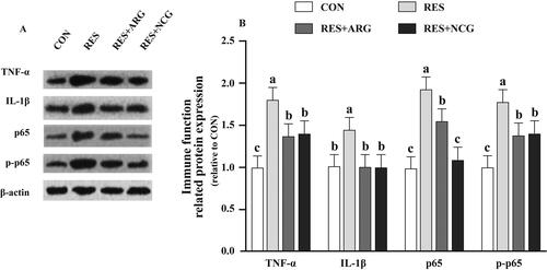Figure 5. Roles of rumen-protected L-arginine (RP-arg) or N-carbamylglutamate (NCG) supplemented in diet in immune function related protein expression in foetal jejunum in underfed Hu ewes at 110 gestational days. Characteristic images demonstrating the Western blotting assay (A) and p65, p-p65, IL-1β, and TNF-α expression (B) was measured. IL: interleukin; NF-κB: nuclear factor kappa B (p65); TNF-α: tumour necrosis factor α; NRC: National Research Council; CON/RES: ewes fed 100%/50% of NRC (Citation2007) recommendations for pregnancy; RES + ARG, ewes fed 50% of NRC (Citation2007) recommendations with supplementation of 20 g/d RP-arg; RES + NCG, ewes fed 50% of NRC (Citation2007) recommendations with supplementation of 5 g/day NCG. Data represent means, and standard errors are shown in vertical bars (n = 8/group for ewes, n = 16/group for the foetus). Labelled means with on common letter stand for significant differences, p < .05.