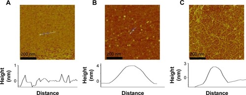 Figure 2 AFM of Aβ1–42 monomers (A), oligomers (B), and fibrils (C).Abbreviations: Aβ, amyloid-beta; AFM, atomic force microscope.