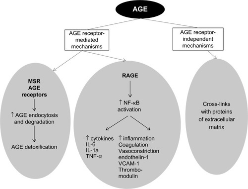 Figure 2 Schematic representation of advanced glycation end product (AGE) mechanisms of action.
