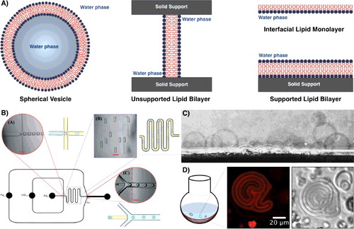 Figure 3. Schematic representation of model membrane structures and examples of lipid vesicle preparation techniques. Model membranes can be organised in different structures including spherical vesicles, unsupported and supported planar bilayers and interfacial monolayers (A). Giant unilamellar vesicles (GUVs) can be formed using microfluidic techniques (B) and via electroformation (C). Multilayer spherical membranes obtained by simply rehydrating a dry lipid film, confocal image, in fluorescence and bright field (D).