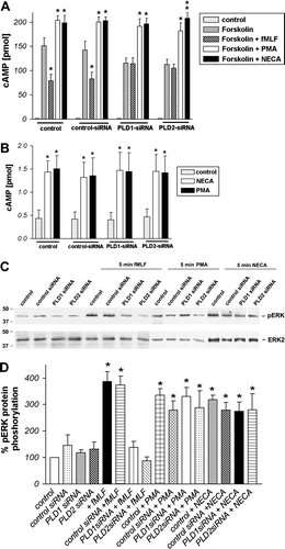 Figure 4.  Inhibition of formyl peptide receptor activity by PLD1 or PLD2 siRNA transfection in HT29 cells. For analysis of inhibition of forskolin-stimulated adenylate cyclase activity, after 96 h of post-transfection (A), HT29 cells were subjected to 10 µM forskolin and 1 µM fMLF, NECA and PMA or NECA and PMA without forskolin stimulation (B) for 15 min at 37°C. cAMP levels were determined as described above (see Material and methods). Values represent mean±SD from four independent experiments. An asterisks indicates a significant difference (*, p<0.05; **, p<0.001) between forskolin and forskolin with agonists or control and agonists (B) as determined using ANOVA followed by the Bonferroni test. For analysis of ERK1/2 phosphorylation, HT29 cells were transfected with siRNA for PLD1, 2 or control siRNA or untransfected (C). Each was treated with 1 µM fMLF, NECA or PMA or alone for 5 min at 37°C. The cells were lysed, equal amounts of protein (5 µg) were resolved by the SDS sample buffer, and the levels of total ERK2 and phosphorylated ERK1/2 were determined using immunoblotting. The positions of phospho-ERK1/2 (pERK1/2) and total ERK2 (ERK2) are indicated on the right. The positions of molecular mass markers are indicated on the left (in kDa). The mean±SD of the three independent experiments from (B) was evaluated using densitometric quantification (D). An asterisk indicates a significant difference (*, p<0.05) compared to controls using ANOVA followed by the Bonferroni test.