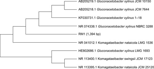 Figure 1 Phylogenetic tree showing relationship of RM1 with other strain of Gluconacetobacter spp. based on 16S rRNA gene sequences retrieved from NCBI GeneBank.Abbreviation: NCBI, National Center for Biotechnology Information.