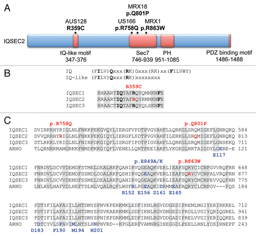 Figure 2 IQSEC2 mutations in XLID. (A) Schematic of the human IQSEC2 protein with a regulatory IQ-like motif, a catalytic Sec7 domain, a pleckstrin homology (PH) domain and a PDZ binding motif. The relative locations of mutations found in each family are shown. In the MRX 1 family (MIM 309530), a c.2587C>T change was identified in exon 8 leading to a p.R863W substitution. In the MRX 18 family, a c.2402A>C change in exon 6 was detected, leading to a p.Q801P substitution. A third, unpublished family from the USA (US166) had a c.2273G>A change in exon 5 leading to a p.R758Q substitution. In a fourth, Australian family (AU128) a c.1075C>T change in exon 4 was noted, leading to a p.R359C substitution in the IQ-like domain of IQSEC2. (B and C) Sequence alignments of IQSEC1, IQSEC2 and IQSEC3 showing the location of mutations (bold red type above alignments) in the IQ-like and Sec7 domains. Note that IQ-like motifs lack the G and second basic residue found in canonical IQ motifs. Characters within parentheses can substitute for each other. The R359C mutation disrupts the basic (R) residue. Note that IQSEC2 Sec7 domain mutations do not affect predicted GTP binding residues (bold blue type below alignments) in the structure of the related Sec7 domain in the GEF ARNO. Grey shading indicates amino acids that are identical in all four sequences.