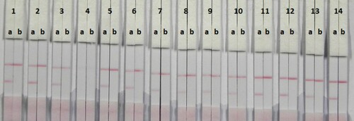 Figure 3. Result of using 14 kinds of reagent. 1 = suspension buffer, 2 = PVP, 3 = PEG‌, 4 = PVA, 5 = BSA, 6 = Casein, 7 = Sucrose, 8 = Trehalose, 9 = Sorbitol, 10 = Mannitol, 11 = tween-20, 12 = Brij-35, 13 = Triton X-100, and 14 = On-870. a = negative (0 ng/mL). b = positive (25 ng/mL).