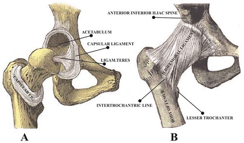 Figure 1. The natural hip joint (right hip). (a) Capsule removed anterior aspect, (b) showing the ligament. (Chethan et al., Citation2018)