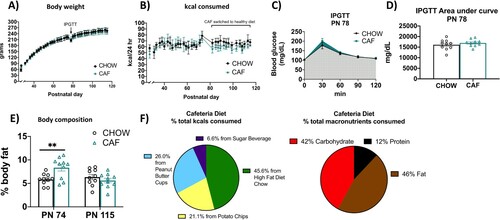 Figure 2. Energy balance and metabolic outcomes following adolescent cafeteria diet consumption. There were no overall significant group differences in body weight (A), total caloric intake (B), or glucose tolerance in the IPGTT test (C and D). Rats in the CAF group consumed significantly fewer calories following the healthy dietary intervention (B). CAF-exposed rats had significantly greater adiposity than CHOW rats (E). Percent total calories from each food item in the CAF diet as well as % macronutrient composition of total calories consumed in Cohort 1 are depicted in (F). Data are means ± SEM; n = 10/group, **P < 0.01. CHOW: chow-fed; CAF: cafeteria diet; kcal: kilocalories; IPGTT: intraperitoneal glucose tolerance test.