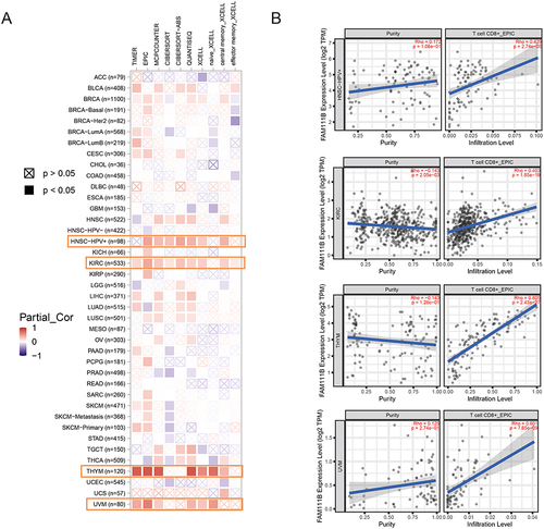 Figure 7 Correlation analysis between FAM111B expression and CD8+ T-cell infiltration. (A) Heatmap of the correlation between FAM111B and the tumor-related immune infiltration level of CD8+ T-cells among all cancers in TCGA with diverse type of algorithms. (B) Correlation analysis of between FAM111B expression and CD8+ T-cell infiltration in HNSC-HPV, KIRC, THYM and UVM.