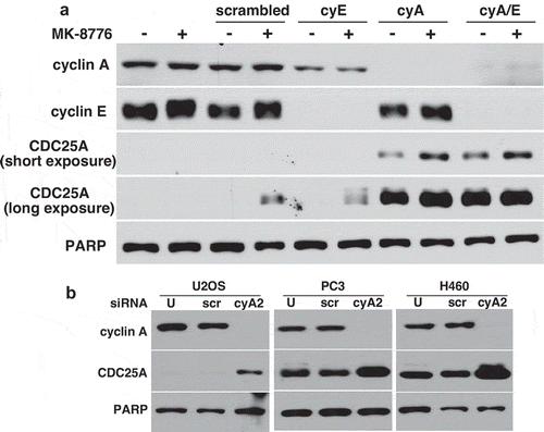 Figure 3. Suppression of cyclin A, but not cyclin E, results in accumulation of CDC25A. (a) AsPC-1 cells were transfected with scrambled siRNA, or siRNA targeting cyclin E, cyclin A2 or both. Cell lysates were analyzed by western blotting. (b) U2OS, PC3 and H460 cells were transfected with scrambled siRNA or siRNA targeting cyclin A2, and cell lysates analyzed by western blotting. U = untransfected. PARP was used as a loading control