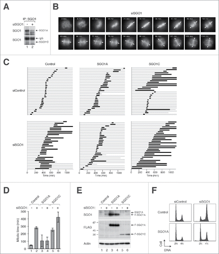 Figure 1 (See previous page). Aberrant mitosis is induced by both depletion of SGO1 and expression of SGO1C. (A) Downregulation of both SGO1A and SGO1C with siRNA. HeLa cells were transfected with either control or SGO1 siRNA (siSGO1). After 24 h, cell-free extracts were prepared and SGO1 was enriched by immunoprecipitation with an antibody against SGO1. SGO1A and SGO1C were then detected by immunoblotting using antibodies raised in rabbit and mouse, respectively. (B) Depletion of SGO1 promotes mitotic arrest and unscheduled sister chromatid separation. Histone H2B-GFP-expressing HeLa cells were transfected with siSGO1. Individual cells were then tracked with time-lapse microscopy. Representative images of a cell undergoing protracted mitosis are shown. The arrows indicate the position of the metaphase plate, which dissolved progressively as chromatin migrated toward the poles. (C) Mitotic defects induced by siSGO1 can be rescued by SGO1A but not SGO1C. HeLa cells expressing histone H2B-GFP were transfected with control plasmid or plasmids expressing FLAG-tagged SGO1A or SGO1C (both resistant to siSGO1). A plasmid expressing mRFP was co-transfected as a marker. After 30 h, the cells were transfected with either control siRNA (siControl) or siSGO1. The cells were synchronized at S phase with thymidine block and released. Individual cells were then tracked for 24 h with time-lapse microscopy. Each horizontal bar represents one cell (n = 30). Gray: interphase; black: mitosis (from DNA condensation to anaphase); truncated bars: cell death. (D) SGO1A rescues the mitotic defects induced by siSGO1. Cells were transfected and imaged as in (C). The length of mitosis was quantified (mean±90% CI). (E) Ectopic expression of SGO1A and SGO1C in the presence of siSGO1. Cells were transfected and imaged as in (C). Lysates were prepared and the expression of SGO1 was detected with immunoblotting. Uniform loading of lysates was confirmed by immunoblotting for actin. The positions of molecular size standards (in kDa) are indicated. (F) Cell cycle defects induced with siSGO1 can be corrected with SGO1A. HeLa cells stably expressing FLAG-EGFP-SGO1A or histone H2B-GFP (control) were transfected with siSGO1. After 24 h, the cells were harvested and the DNA contents were analyzed with flow cytometry.