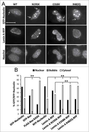 Figure 8. The effect of lamin A variants on SIGRUNB/NPR. Bax/Bak DKO MEFs were co-transfected with lamin A-RFP (WT) or the indicated lamin A mutants together with GFP-nucleolin. The cells were fixed 24 h later, stained with Hoechst 33258 dye and the distribution of lamin A variants in bubble-containing GFP/RFP-expressing cells were visualized by epi-fluorescence microscopy (A). Bar = 20 μm. To detect SIGRUNB/NPR (B) Bax/Bak DKO MEFs were transfected with RFP-nucleolin or co-transfected with RFP-nucleolin together with GFP-Bax, FLAG-Bax KASH or the indicated lamin A-RFP variants. The cells were fixed 24 h after transfection, stained with Hoechst 33258 dye and RFP-expressing cells were visualized by fluorescence microscopy. GFP/RFP-nucleolin distribution in the nucleus, bubbles and cytosol in the transfected cells was determined microscopically. The results are expressed as the percentage of GFP/RFP-nucleolin in the nuclei, bubbles and cytosol for each transfection out of the respective GFP/RFP-nucleolin-expressing cells (n = 300 cells; 3 independent experiments). Fisher's exact test of percentage of SIGRUNB/NPR (cells exhibiting GFP/RFP-nucleolin in bubbles and cells exhibiting cytosolic GFP/RFP-nucleolin) revealed significant differences (**p = 0.0001) between GFP-nucleolin or RFP-nucleolin to all other treatments; between lamin A-RFP and all the lamin A mutants examined.