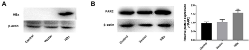 Figure 1 Overexpression of HBx elevates PAR2 protein level in LO2 cells. (A) The protein level of HBx in LO2 cells transfected with pcDNA3.1-HBx was measured by Western blotting. (B) The protein level of PAR2 in LO2 cells transfected with pcDNA3.1-HBx was measured by Western blotting. **P < 0.01 vs the vector group. The experiments were performed in triplicate.