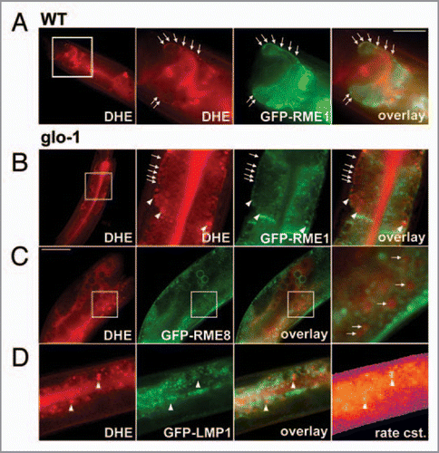 Figure 3 Co-localization of DHE with GFP-tagged markers of the endosomal pathway. N2 nematodes (A) or glo1-mutant worms (B-D) expressing either GFP-RME 1 (A and B); GFP-RME 8 (C) or GFP-LMP1 (D) were labeled with DHE by feeding a DHE-cyclodextrin solution as described.Citation7 DHE was visualized by repeated imaging on a UV-sensitive wide field microscope and calculation of the bleaching kinetics of the sterol versus autofluorescence. The calculated amplitude image of the rapidly bleaching fraction resembled DHE and is shown in the most left panels of (C and D). Alternatively, in case of specimen movement, the DHE distribution was inferred from subtracting the last from the first frame of the stack (left in A and B), as described previously (ref. Citation7). Both methods gave identical results on sterol distribution. DHE was found in GFP-RME -1-positive basolateral recycling endosomes (arrows in A and B) and additional in large round storage organelles lacking this endosomal marker. These organelles also lacked GFP-LMP1 (arrowheads in D), but were surrounded by GFP-RME 8 (arrows in C, and inset). Sterol-containing tissue could be identified from the rapid bleaching of DHE being represented by a high bleach rate constant (exemplified for worms expressing GFP-LMP1; most right in D). High and low rate constants are given in blue/violet and orange/yellow, respectively. Bar, 20 µm.
