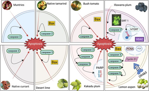 Figure 3. Anticancer activity of some Australian native fruits through induction of apoptosis. Muntries (Kunzea pomifera) and native currant (Antidesma erostre): ↑ caspase 3 mediated apoptosis in the HL-60 acute promyelocytic leukaemia cells (Tan, Konczak, Ramzan, et al. 2011a). Native tamarind (Diploglottis australis), desert lime (Citrus glauca), bush tomato (Solanum centrale) and lemon aspen (Acronychia acidula): ↑ caspase 3-mediated apoptosis by ↑ Bax in the HeLa cervical and the CaCo2 colorectal cancer cell lines (Joseph Sirdaarta et al. Citation2016). Illawarra plum (Podocarpus elatus): ↑ caspase 3-mediated apoptosis by ↑ SERT 1 [Sirtuin 1] expression which ↑ starvation-induced autophagy in the HeLa cervical and the CaCo2 colorectal cancer cells (Joseph Sirdaarta et al. 2016) and ↓ hTERT expression that affects cell telomere length and ↑ HDAC activity that silence the genes required for tumour. progression in the HT-29 human colorectal cancer cells (Symonds, Konczak, and Fenech 2013a). Kakadu plum (Terminalia ferdinandiana): ↑ caspase cascade (3, 7, 9) mediated apoptosis and activated of PARP [poly (ADP-ribose) polymerase] that induces intrinsic apoptotic pathways in the HL-60 acute promyelocytic leukaemia cells (Tan, Konczak, Ramzan, et al. 2011a) and the CaCo2 colorectal cancer cell lines (Shalom and Cock 2018a). Lemon aspen (Acronychia acidula): ↑ caspase cascade (3, 7, 8, 9) mediated apoptosis by ↑ DR4 and DR5 cell death receptors that facilitate the selective elimination of malignant cells through the ↑ apoptosis and ↓ the expression of PCNA (causing lethal DNA damage) and Cyclin D1 (inducing the cell-cycle arrest) in human lung cancer, pancreatic and HOS [Human osteo-sarcoma] carcinoma cell lines. ↑ of the p21 also inhibits the cell cycle progression (Joseph Sirdaarta et al. 2016).