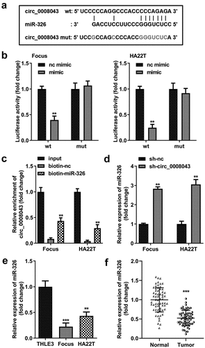 Figure 6. Circ_0008043 is a miR-326 sponge. (a) The sequences of wt circ_0008043 binding to miR-326 and the mut circ_0008043 sequences. The direct relationship between circ_0008043 and miR-326 was determined using (b) dual-luciferase reporter assay and (c) RNA pull-down assay. (d) MiR-326 expression was tested using qPCR following circ_0008043 knockdown. The miR-326 levels were tested using qPCR in (e) HCC/normal cells and (f) tumor/normal tissues. **P < 0.01. ***P < 0.001.