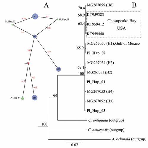 Figure 5. Haplotype network (A) and phylogenic neighbour-joining tree (B) of Rangia cuneata based on mitochondrial COI sequences.