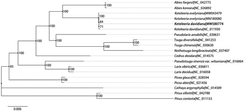 Figure 1. Maximum-likelihood phylogenetic tree based on 19 complete plastid genomes from Pinaceae. Two species from Pinus are set as outgroup. Number at the node shows bootstrap value (1000 replicates) for each branch. Number after ‘|’ shows the accession number in GenBank for each taxon. The position of Keteleeria davidiana reported in this study is marked in bold.