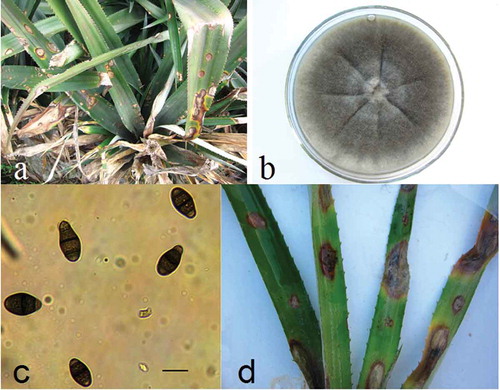 Fig. 1 (Colour online) Symptoms and morphological characteristics of the leaf spot disease of pineapple (Ananas comosus) caused by Curvularia clavata. a, Typical symptoms on naturally infected leaves, spotting and blight. b, Purified colony of Curvularia clavata isolate grown on potato dextrose agar at 28°C with a 12-h photoperiod for 7 days. c, Microscope views of spore morphology showing conidia (scale bar 20 μm). d, Detached pineapple leaves exhibiting necrotic spots and blight 7 days after inoculation with Curvularia clavata isolate BL7.