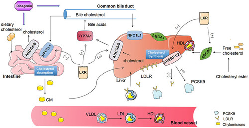 Figure 3 Schematic representation of molecular mechanisms of diosgenin attenuates cholesterol metabolism. As shown in the figure, diosgenin can inhibit cholesterol intake of human liver and intestinal cells mediated by NPC1L1. Diosgenin regulates lipid homeostasis by inhibiting the expression of a series of enzymes needed by SREBPs to affect endogenous cholesterol, fatty acid, triglyceride and phospholipid synthesis. LDLR is the transcriptional target of SREBP2, diosgenin can enhance LDLR mediated uptake of cholesterol by peripheral cells from the circulation. Notably, Diosgenin may also inhibit PCSK9 mediated lysosomal degradation of PCSK9-LDLR complex and avoid LDL accumulation in vivo. Diosgenin can promote ABCA1 mediated RCT process, promote cellular efflux of phospholipids and cholesterol to lipid-poor apolipoproteinA-1 (apoA-1) and removal of excess cholesterol. ABCG 5/G 8 is activated by diosgenin, which promotes the secretion of unesterified free cholesterol into the bile canaliculus or gut lumen for fecal excretion and prevents the accumulation of sterols in diet. In addition, CYP7A1 was activated by diosgenin to catalyze the conversion of accumulated cholesterol to primary bile acids in liver. At present, whether diosgenin can regulate cholesterol metabolism through LXRs is not very clear. (+) promotion, (–) inhibition.