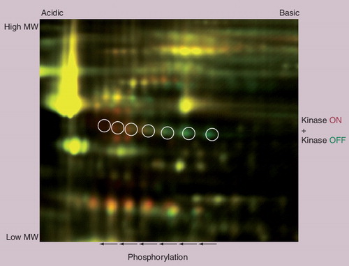 Figure 1. Detection of changes in phosphorylation by 2D difference gel electrophoresis.Phosphoprotein fraction from kinase-activated or -inhibited cells was labeled with Cy5 (shown in red) or Cy3 (shown in green), respectively. The paired samples were combined and separated on the same 2D gel, which was scanned at different wavelengths to visualize spot patterns. The overlaid image clearly shows spots of kinase targets with phosphorylation-dependent acidic shifts. Various stoichiometries of phosphorylation give multiple spots in a row with short intervals (circles).MW: Molecular weight.Data from [Kosako H, Unpublished Data].